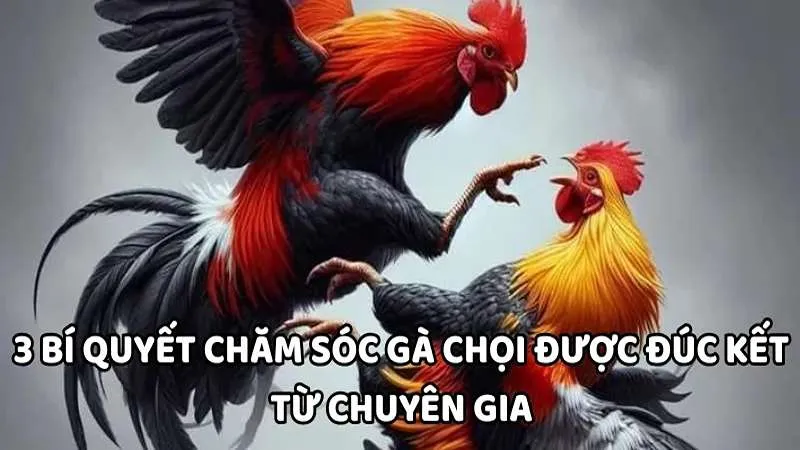3 bí quyết chăm sóc gà chọi từ chuyên gia của WIN777 2 3 bí quyết chăm sóc gà chọi được đúc kết từ chuyên gia