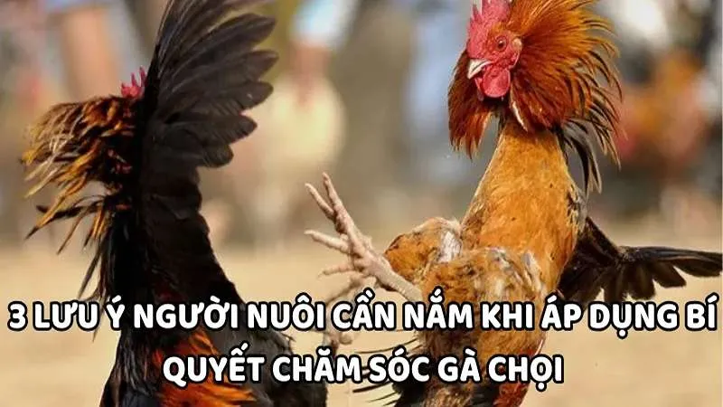 3 bí quyết chăm sóc gà chọi từ chuyên gia của WIN777 3 3 lưu ý người nuôi cần nắm khi áp dụng bí quyết chăm sóc gà chọi