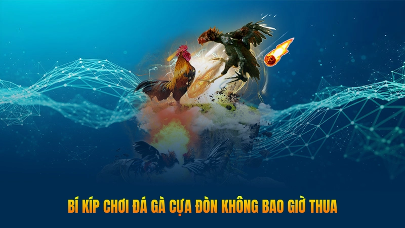 Đá gà cựa đòn – Hình thức cá cược kịch tính được yêu thích 3 Bí kíp chơi đá gà cựa đòn không bao giờ thua