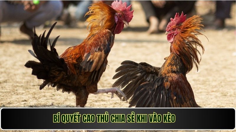Đá Gà Philippines Win777 – Đỉnh Cao Giải Trí, Cược Là Thắng 3 Bí quyết cao thủ chia sẻ khi vào kèo