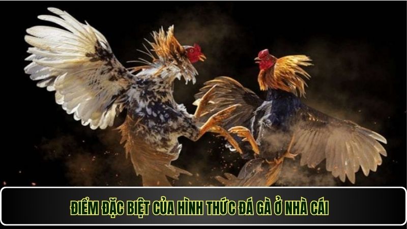 Đá Gà Cựa Dao Win777 – Sân Chơi Uy Tín Cho Anh Em Kê Thủ 2 Điểm đặc biệt của hình thức đá gà ở nhà cái