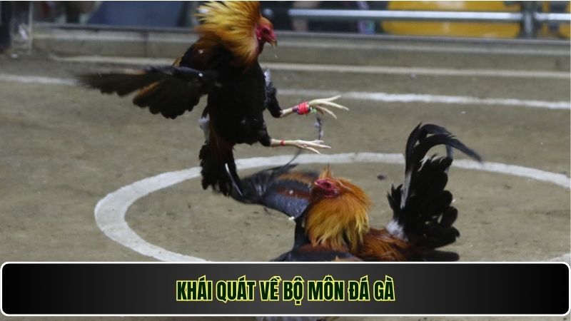 Đá Gà Philippines Win777 – Đỉnh Cao Giải Trí, Cược Là Thắng 1 Khái quát về bộ môn đá gà