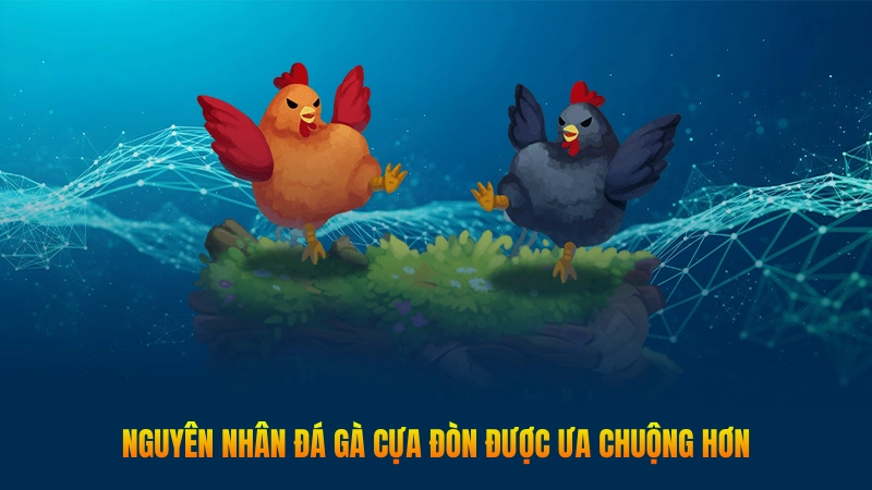 Đá gà cựa đòn – Hình thức cá cược kịch tính được yêu thích 2 Nguyên nhân đá gà cựa đòn được ưa chuộng hơn