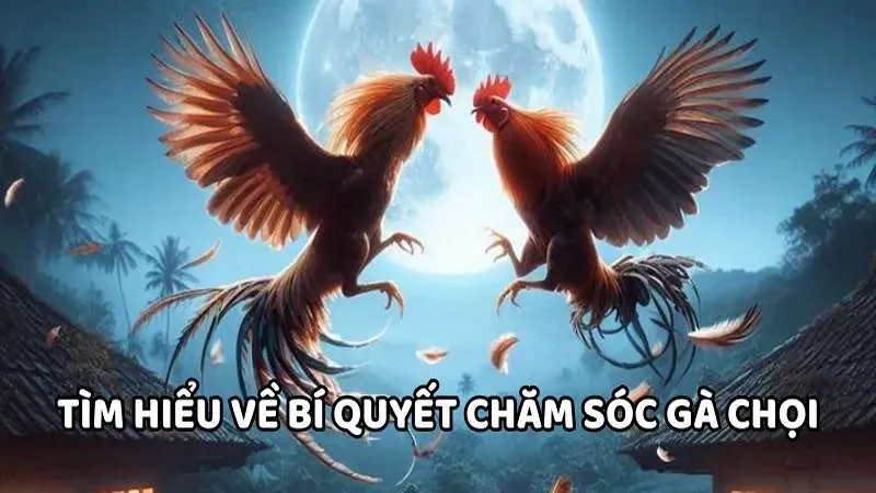 3 bí quyết chăm sóc gà chọi từ chuyên gia của WIN777 1 Tìm hiểu về bí quyết chăm sóc gà chọi